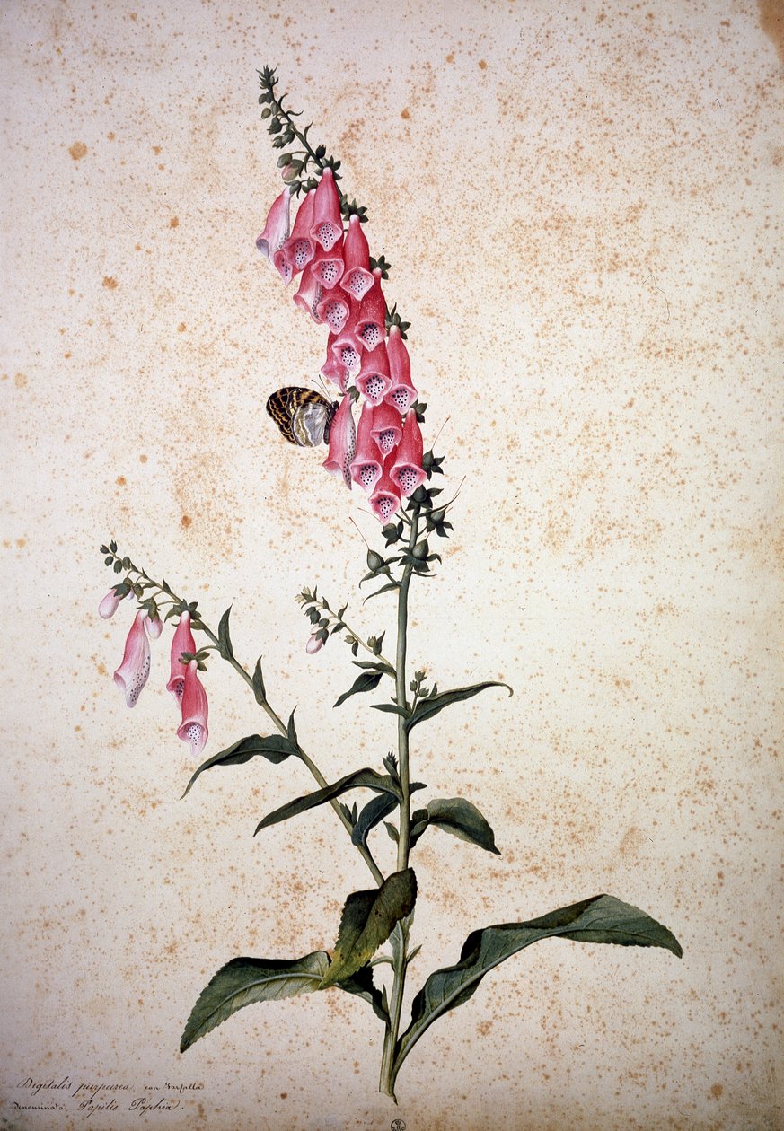 Herbarium: Digitalis purpurea med Papilio paphia af Jacopo Ligozzi