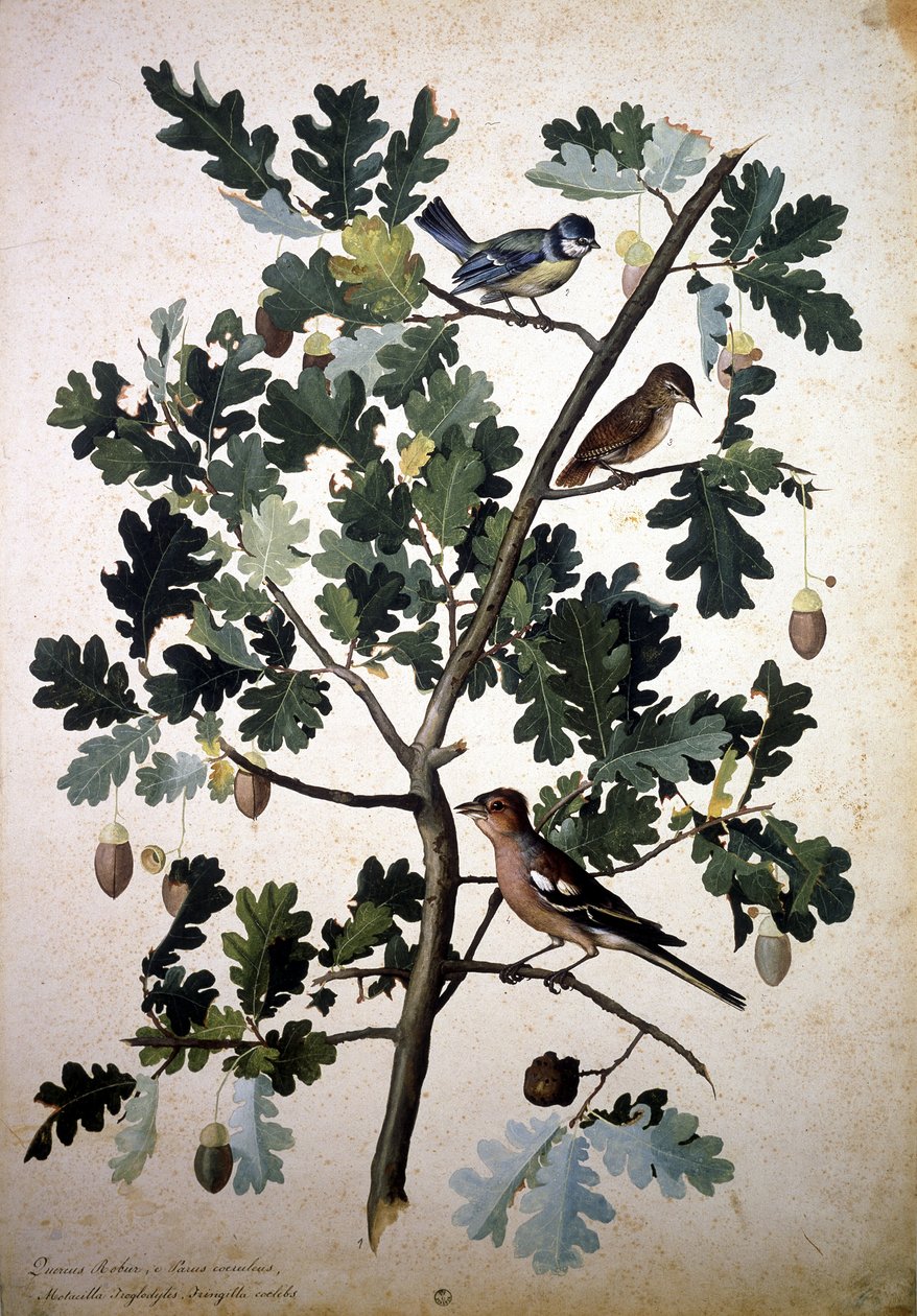 Herbarium: Quercus af Jacopo Ligozzi
