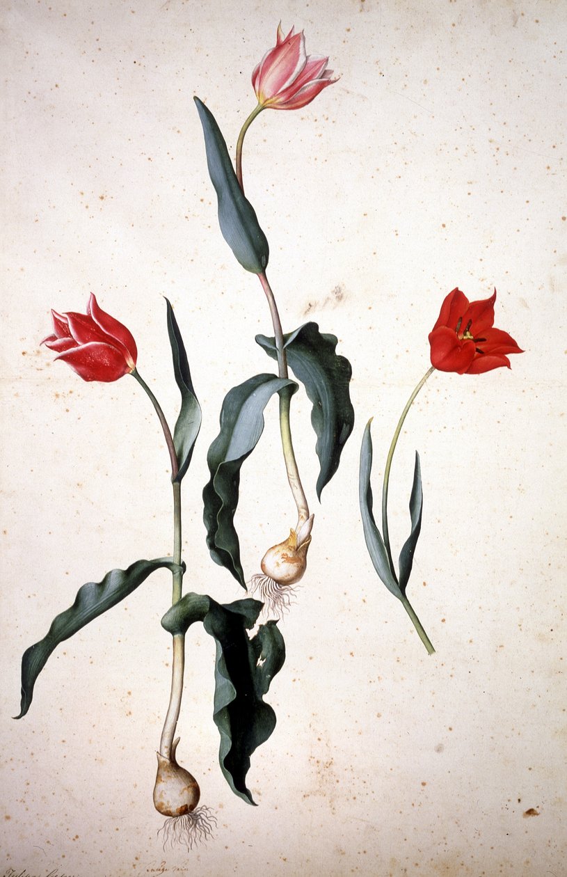 Herbarium: Tolipa Gesaeriana af Jacopo Ligozzi