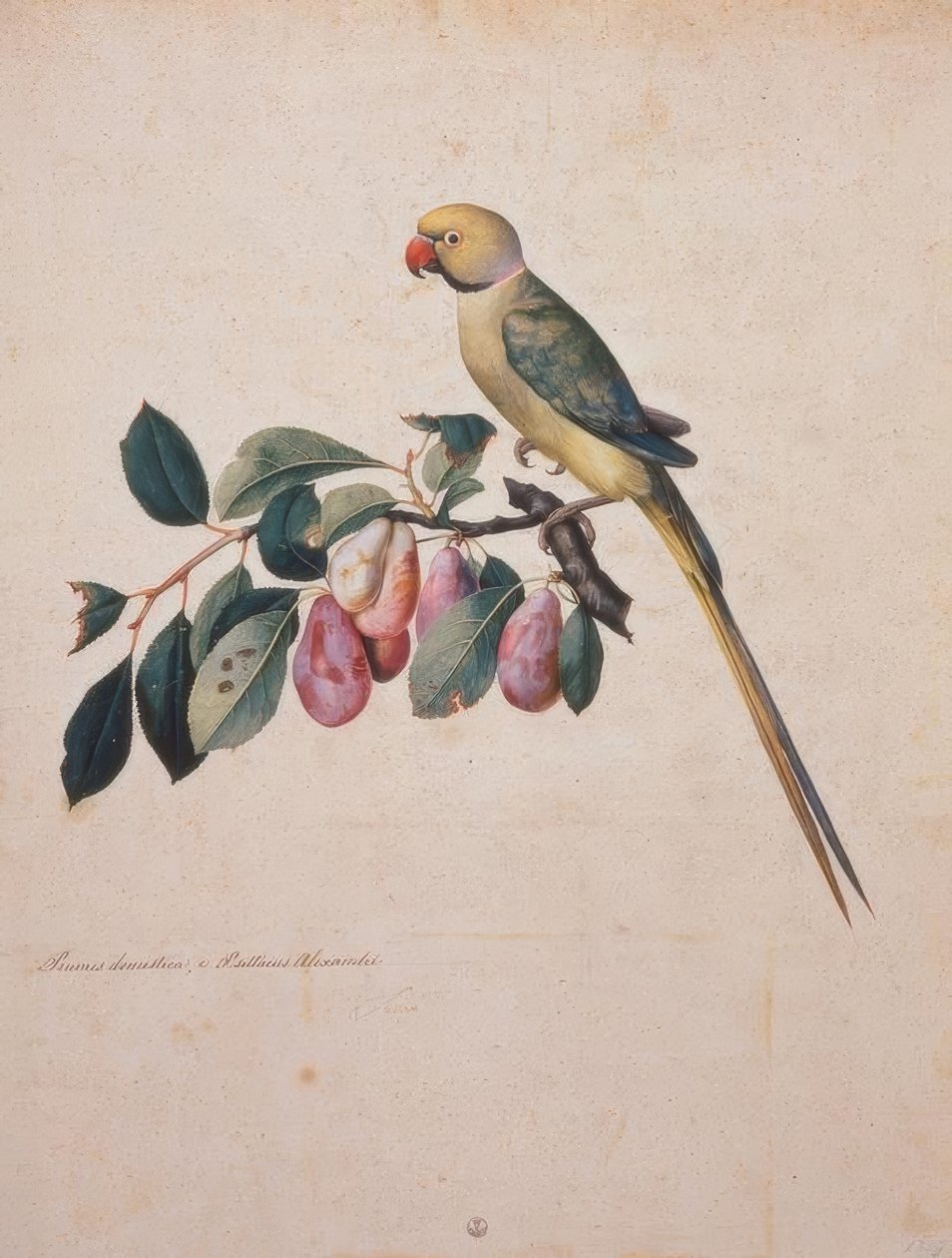 Prunus domesticus, fra Alexanders papegøje af Jacopo Ligozzi