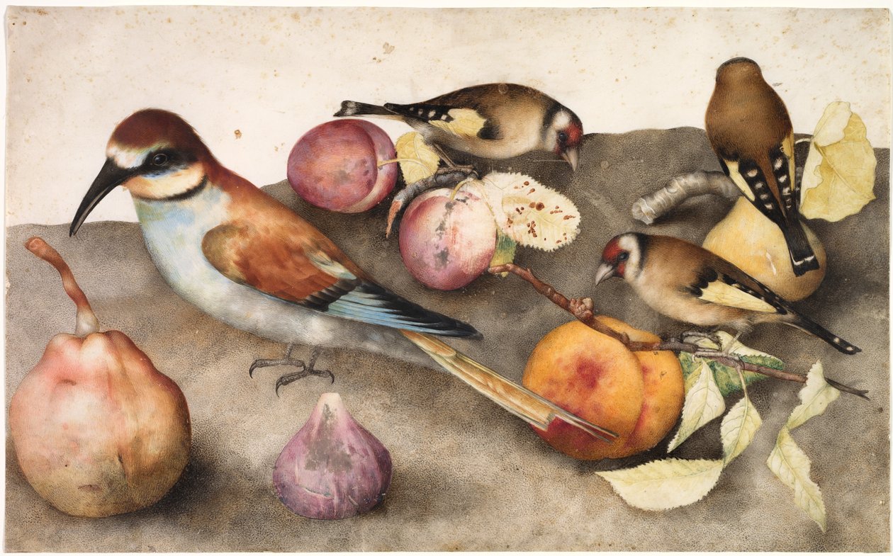 Stilleben med fugle og frugt, ca. 1650 (akvarel med grafit, forhøjet med blyhvid) af Jacopo Ligozzi