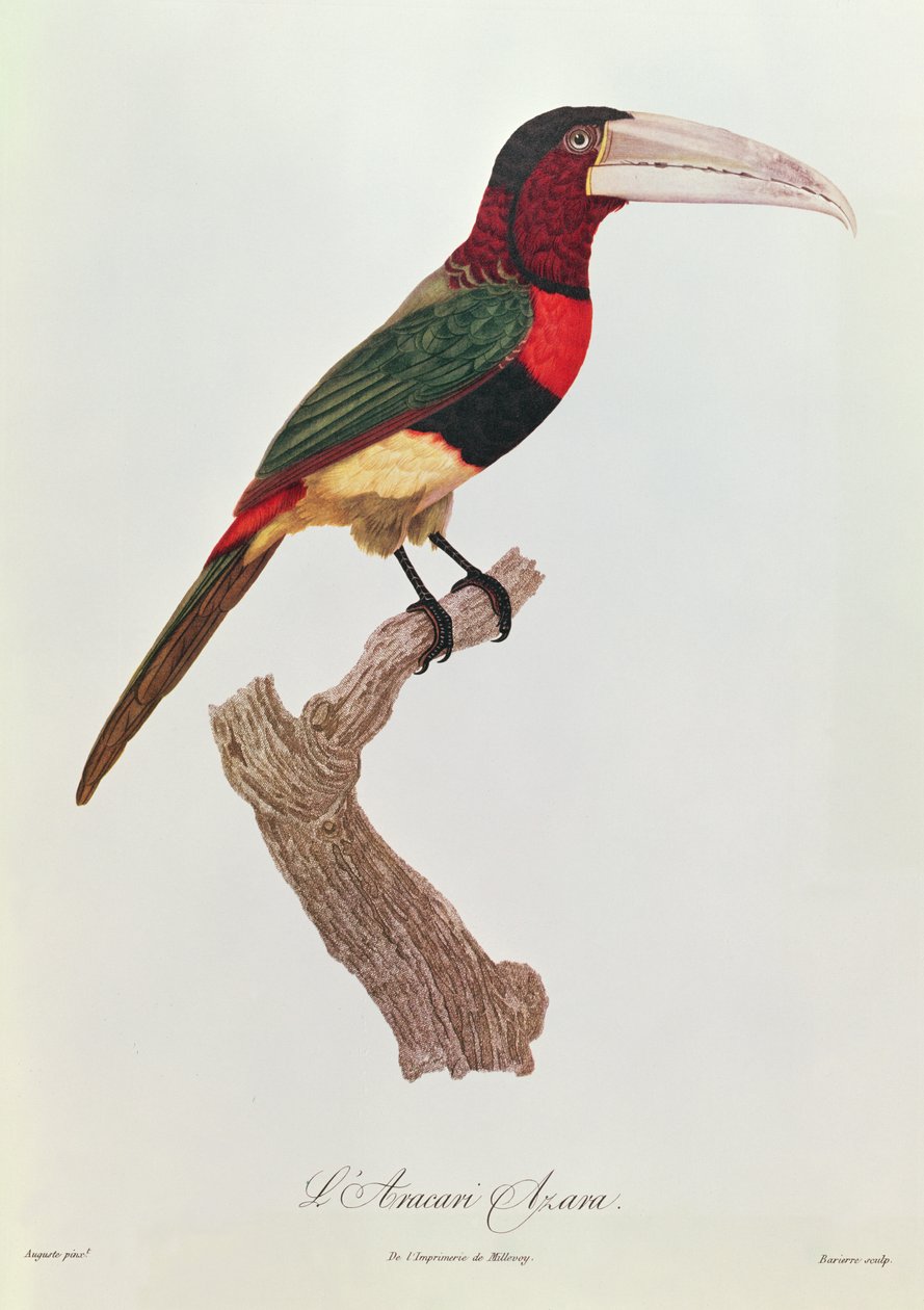 Azara Aracari, graveret af Barriere (farvegravering) af Jacques Barraband
