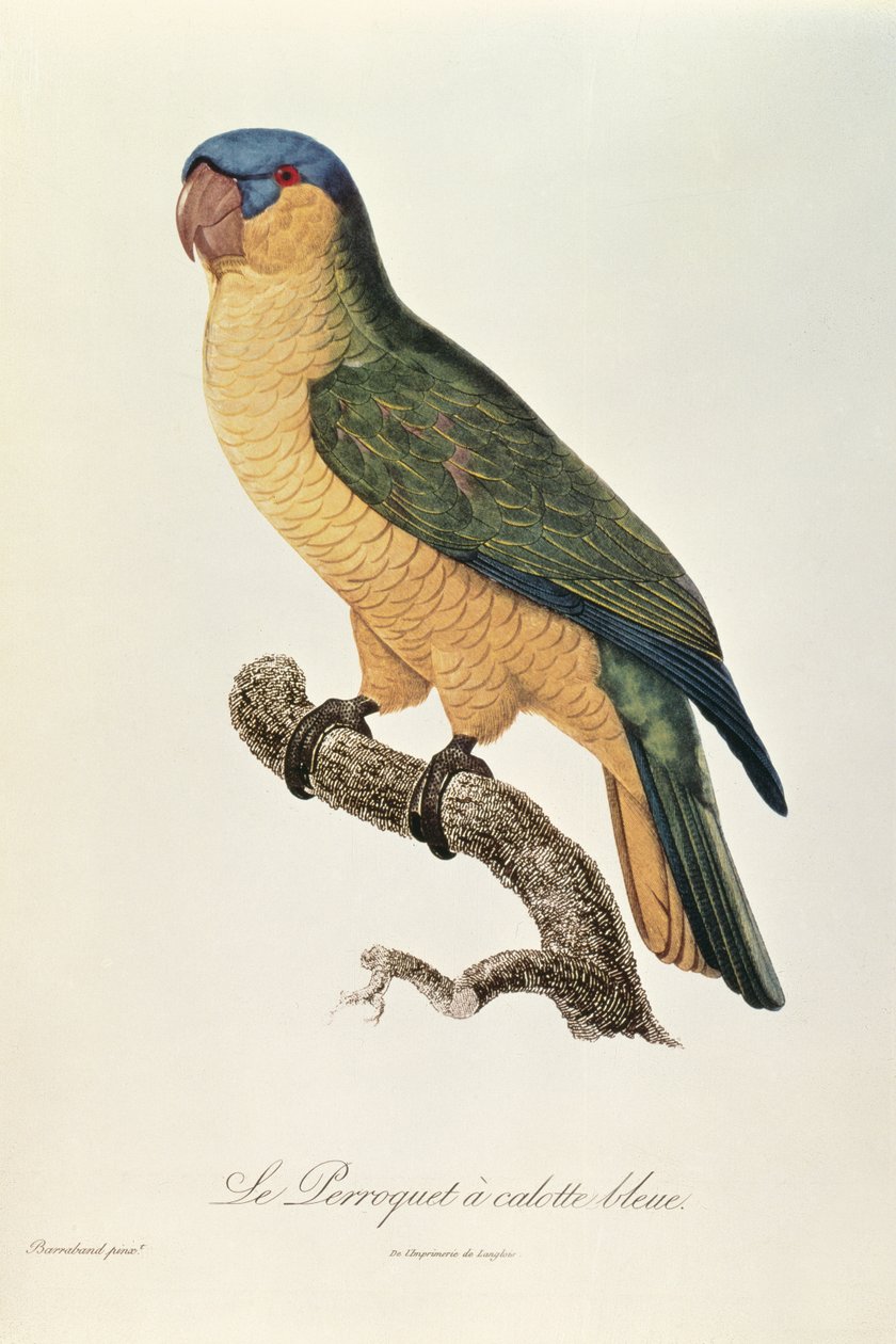 Blue-Capped Papegøje af Jacques Barraband (1767-1809) af Jacques Barraband