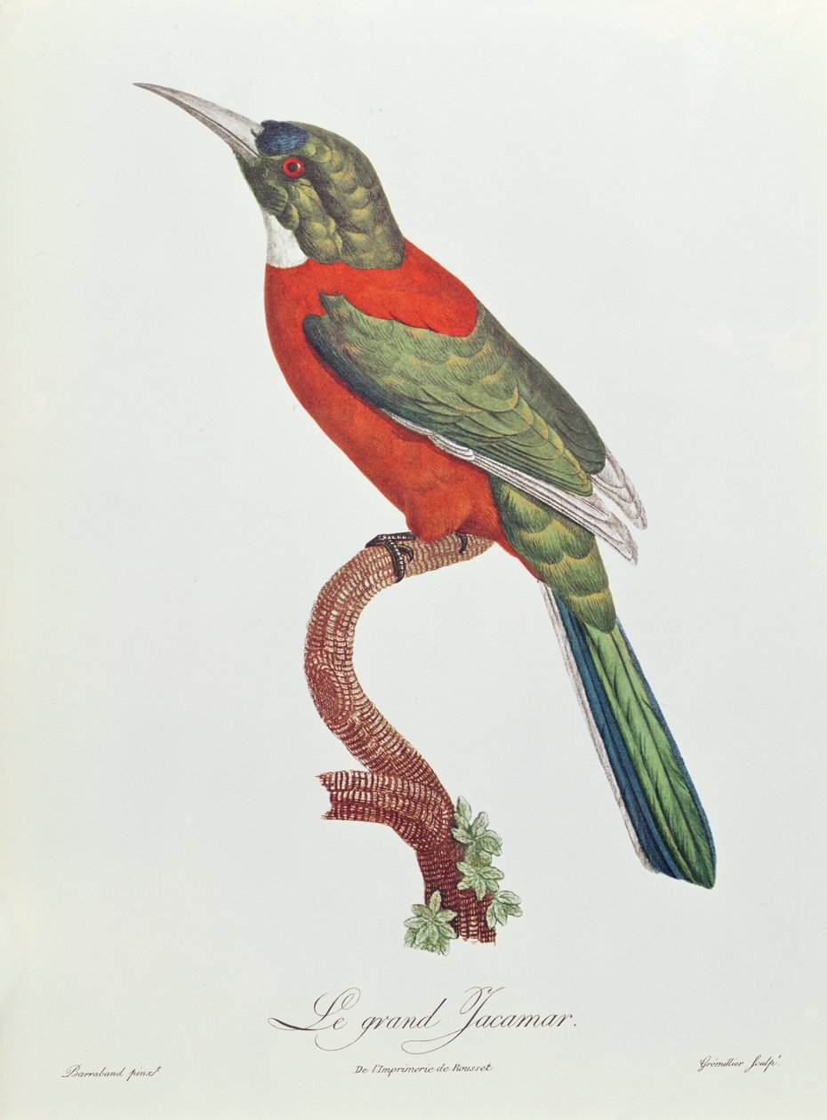 Great Jacamar, graveret af Gromillier (farvegravering) af Jacques Barraband
