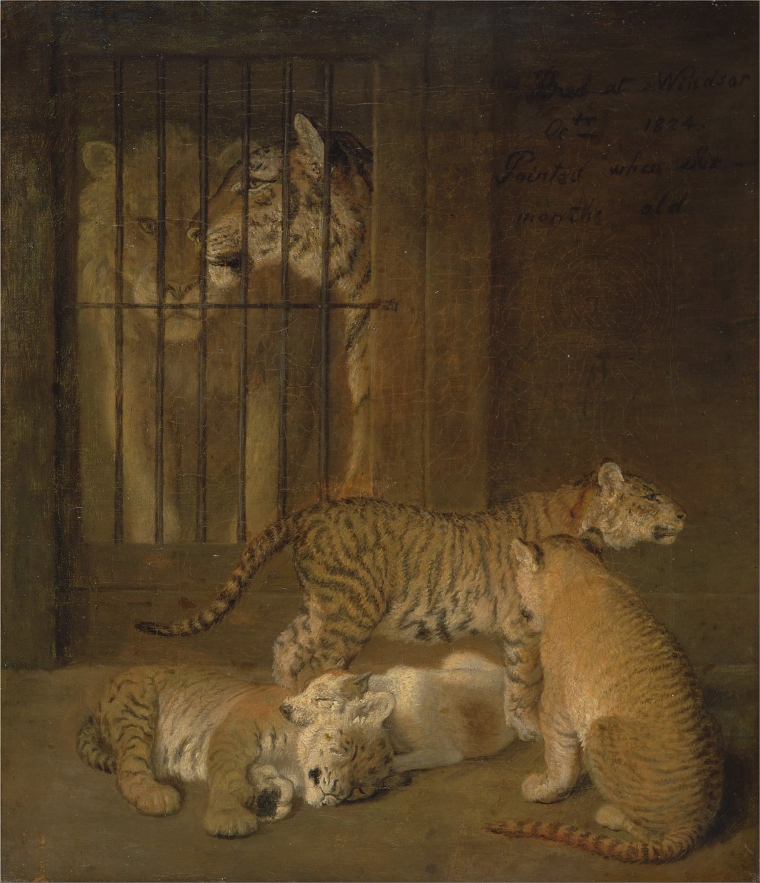 Gruppe af hvalpe opdrættet mellem en løve og en tiger af Jacques Laurent Agasse