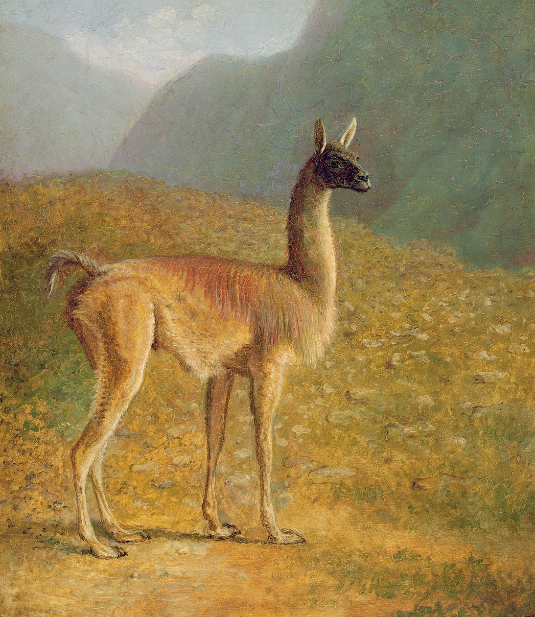 Guanaco, ca. 1848 af Jacques Laurent Agasse