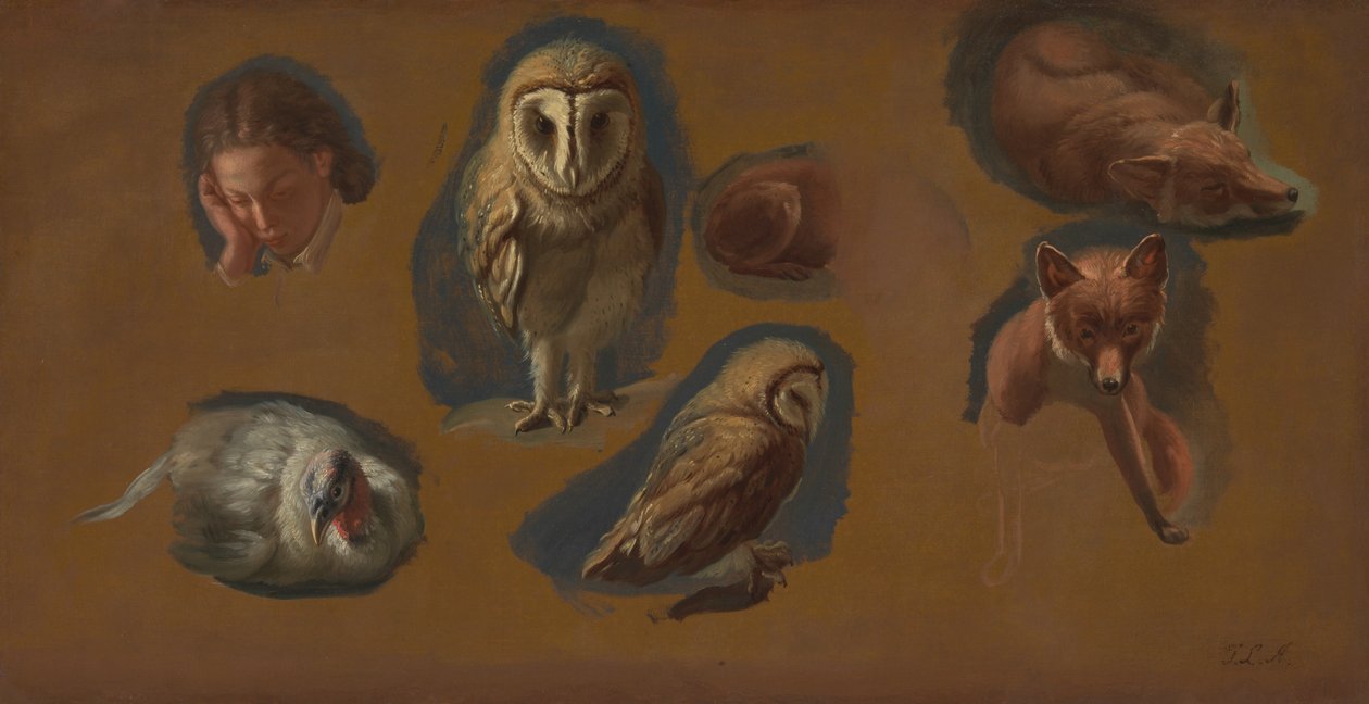 Undersøgelser af en ræv, en lueugle, en Peahen og hovedet på en ung mand af Jacques Laurent Agasse