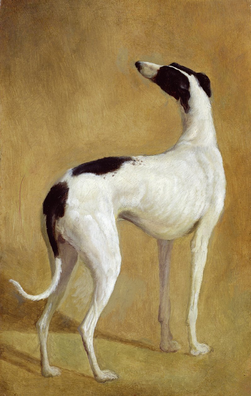 Studie af en Greyhound af Jacques Laurent Agasse