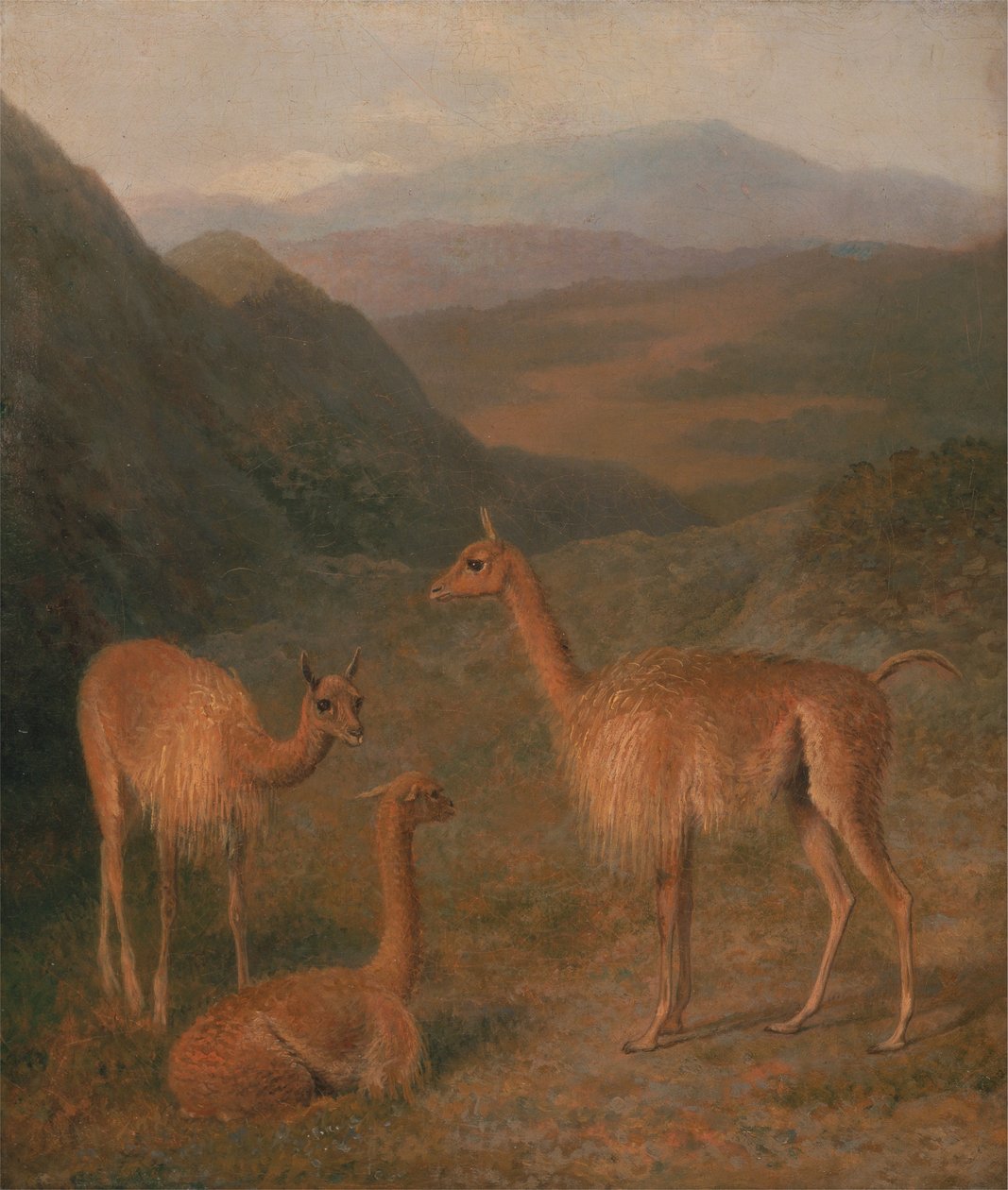 Vicunas af Jacques Laurent Agasse