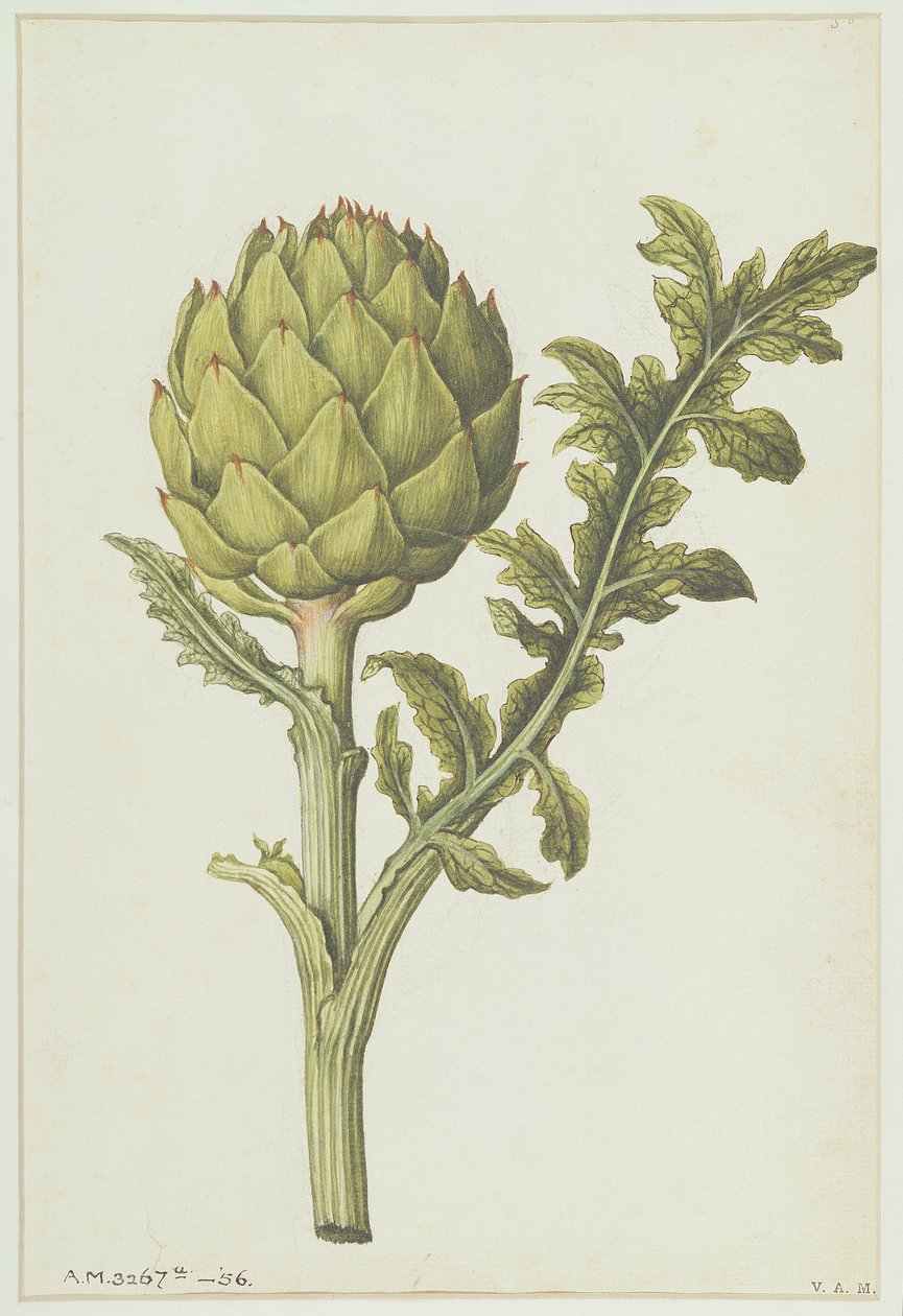 Kogl: Cynara scolymus, ca. 1568 af Jacques Le Moyne