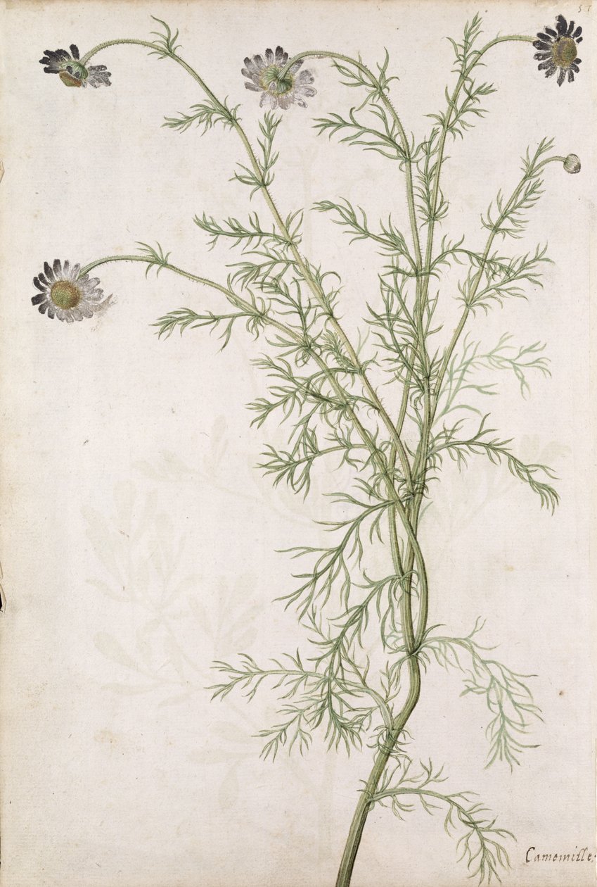 Chamaemelum Nobile Allioni, c.1568 af Jacques Le Moyne