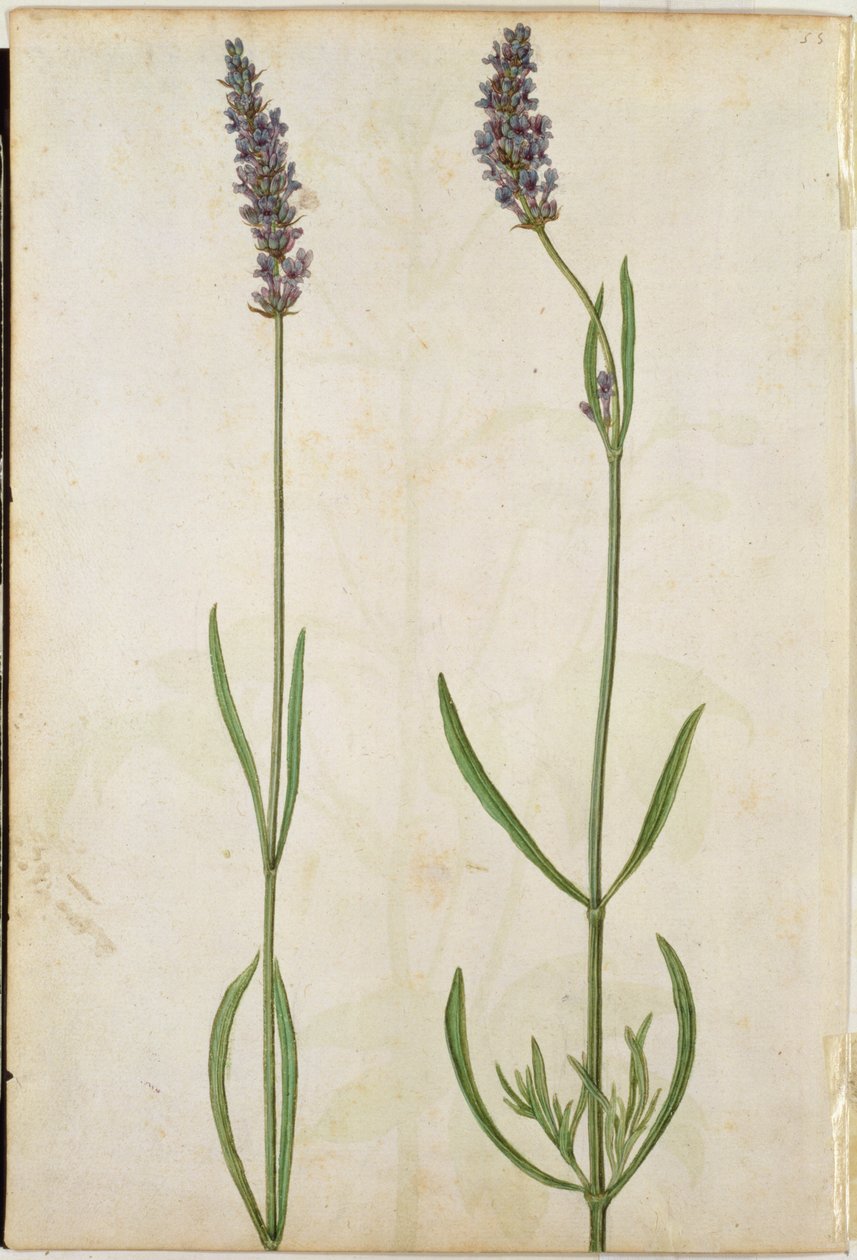 Lavandula officinalis (gammelengelsk lavendel), ca. 1568 af Jacques Le Moyne