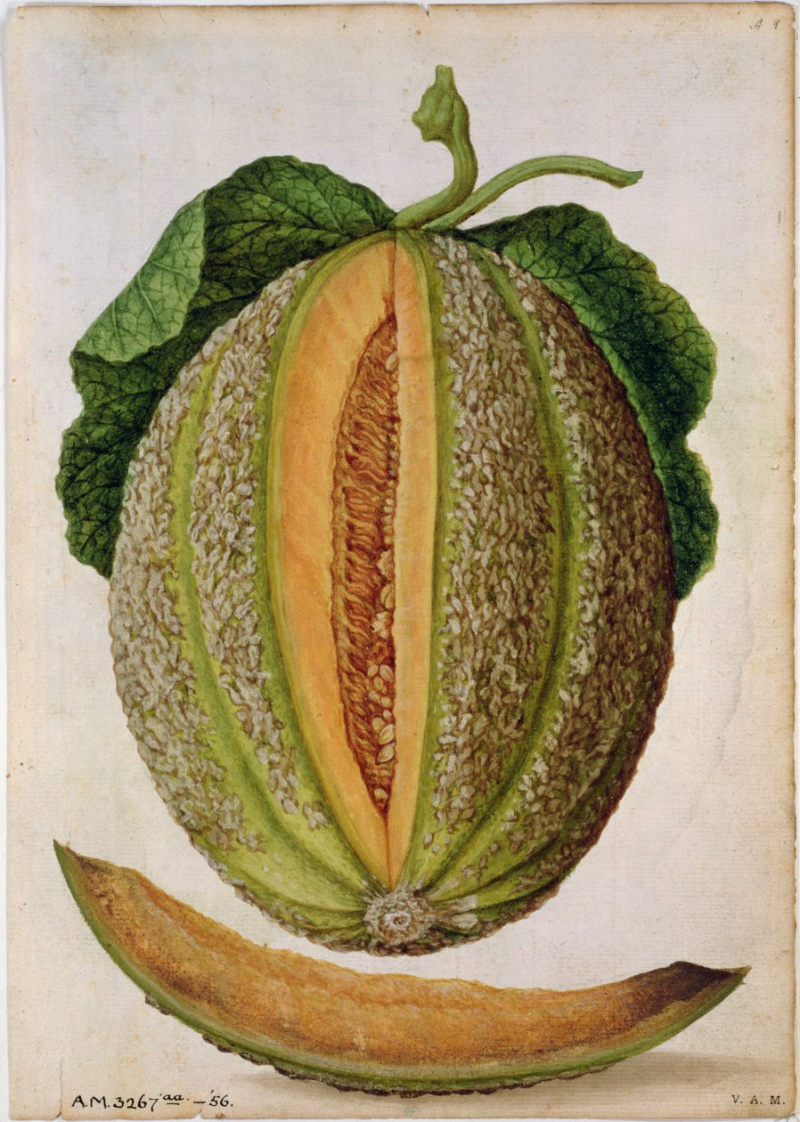 Melon, ca. 1568 af Jacques Le Moyne