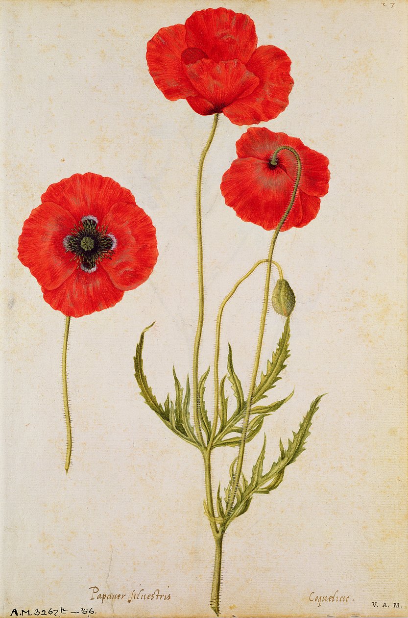 Papaver rhoeas, c1568 af Jacques Le Moyne