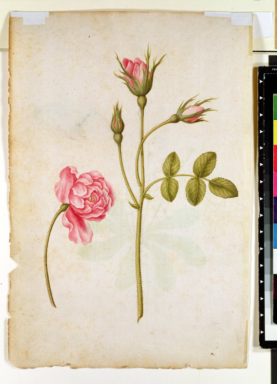 Pink Rose, ca. 1568 af Jacques Le Moyne