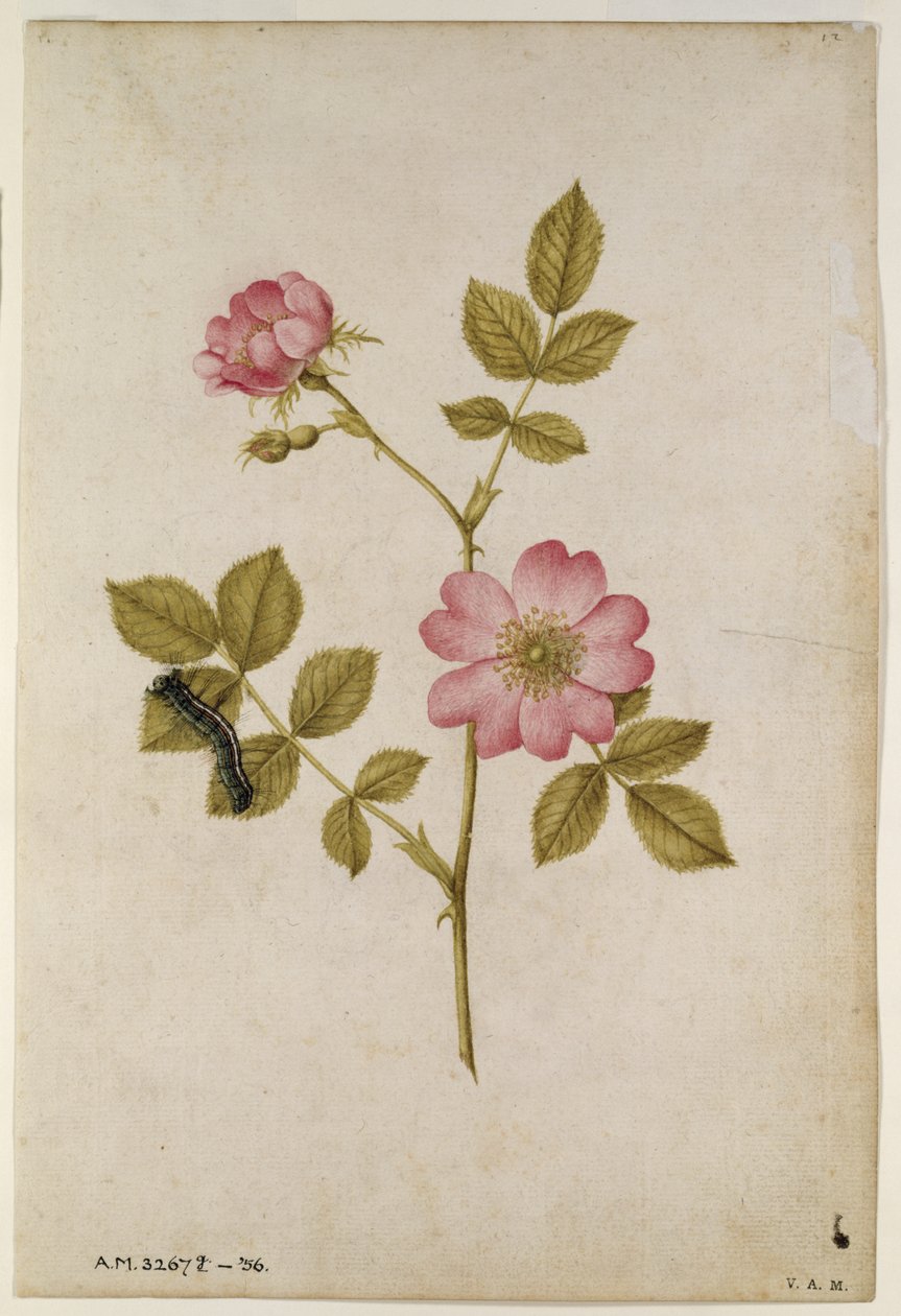 Rosa Canina - Dogrose og Caterpillar (blyant og wc på papir) af Jacques Le Moyne