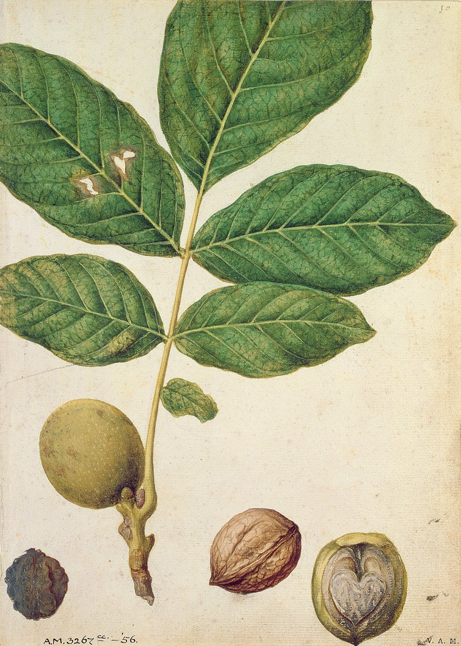 Valnød, ca. 1568 af Jacques Le Moyne