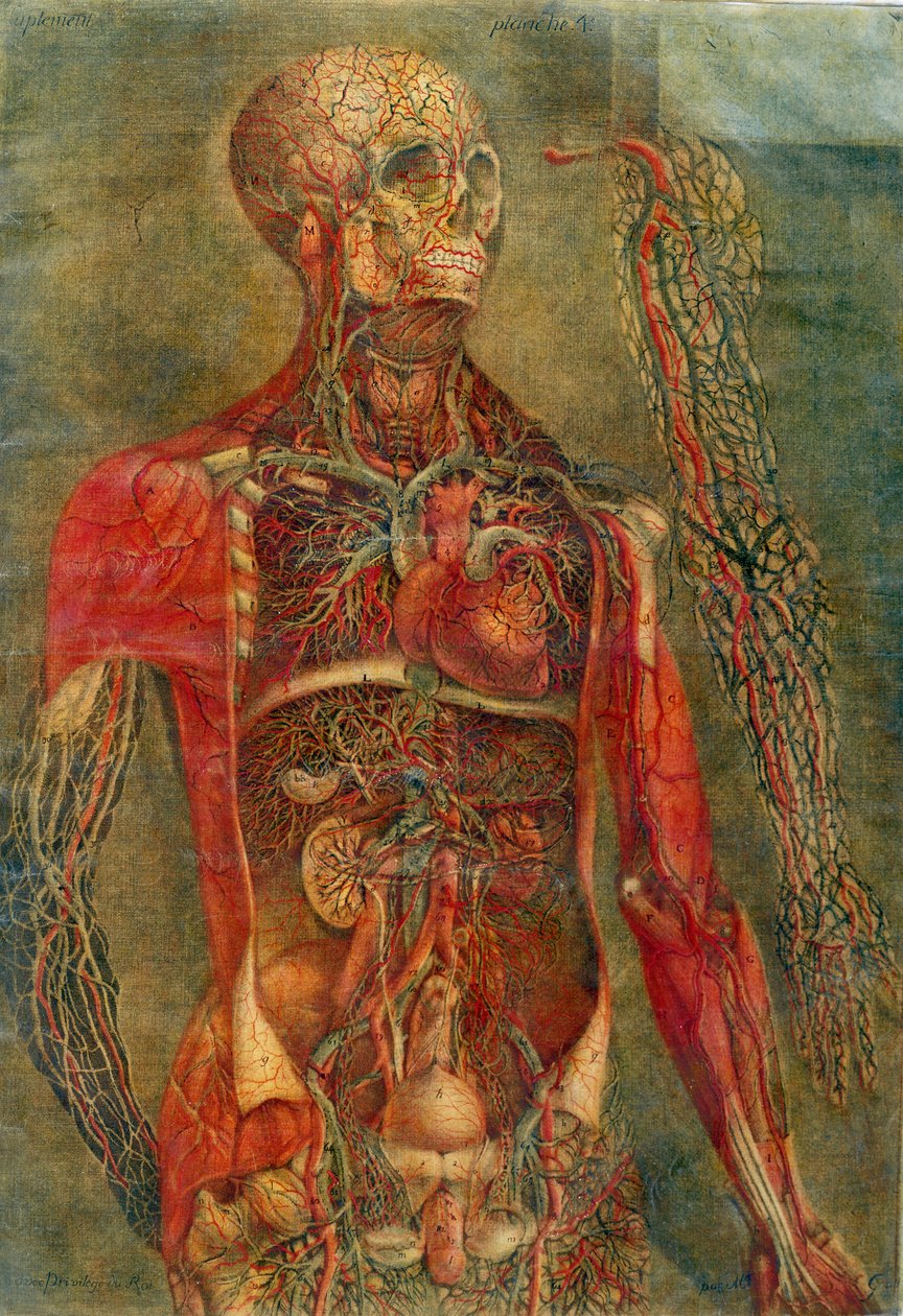 Kroppens indre organer, plade fra "Anatomy of the Visceras", dissekeret, malet og graveret af Gautier, 1745 (farvestik) af Jacques Fabien Gautier d