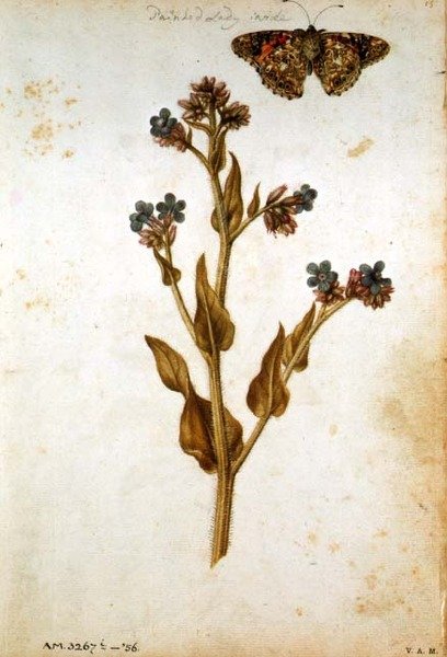 Anchusa officinalis med malet damesommerfugl, c.1568 af Jacques  Le Moyne