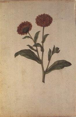 Calendula officinalis, ca. 1568 af Jacques  Le Moyne