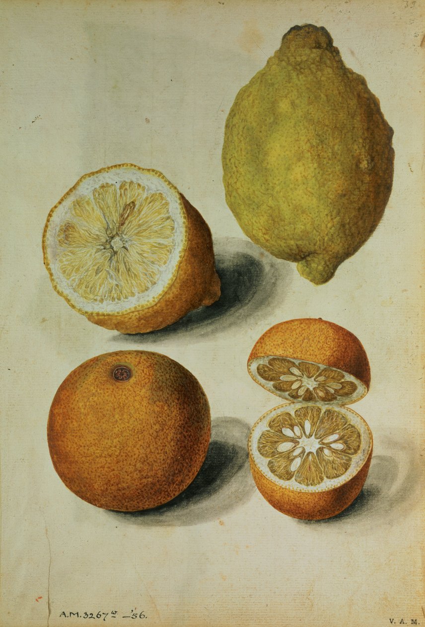 Citroner: Citrus limonum og Citrus aurantium, ca. 1568 (akvarel på papir) af Jacques (1533 88) Le Moyne