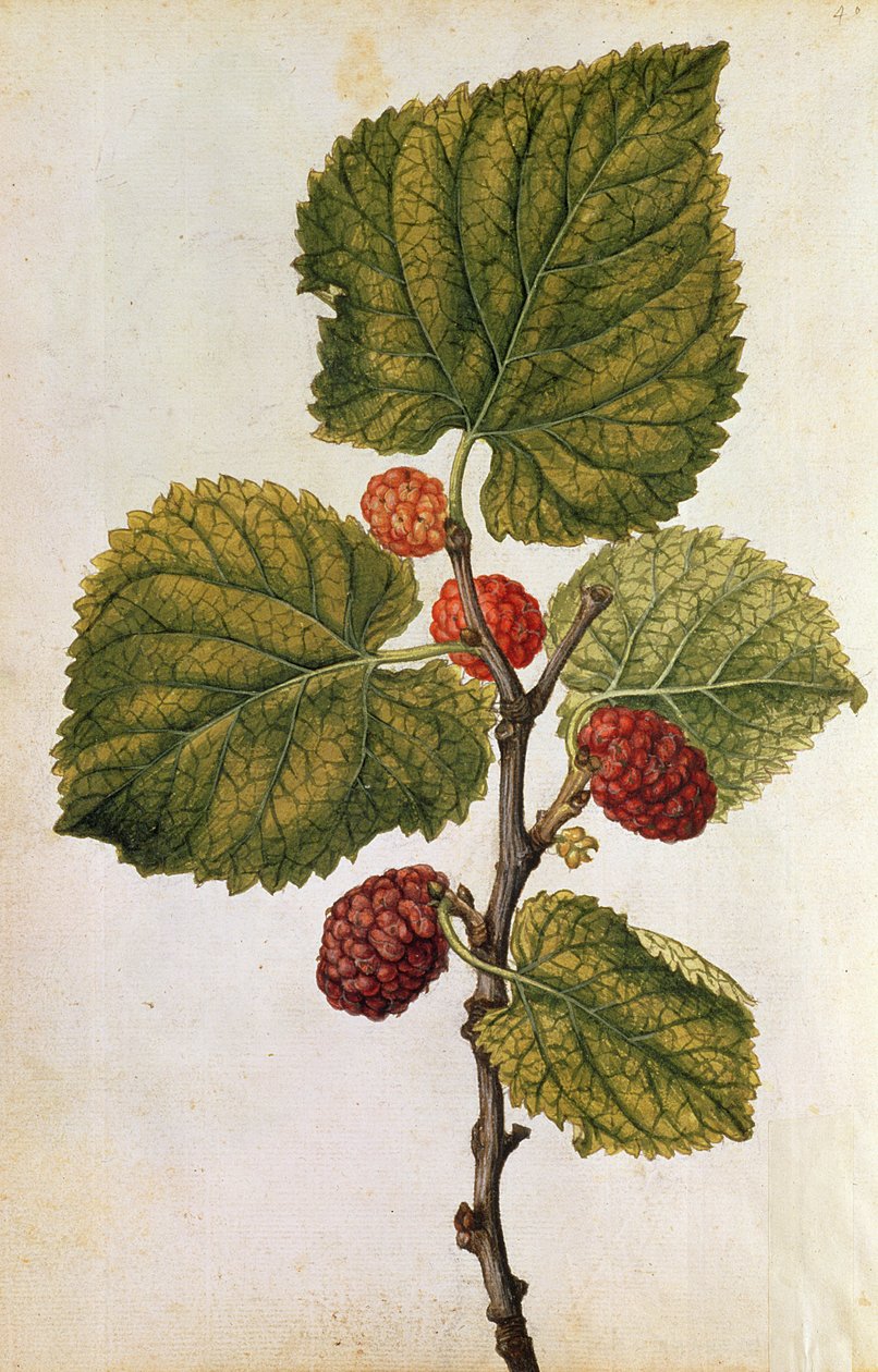  af Jacques (1533-88) Le Moyne