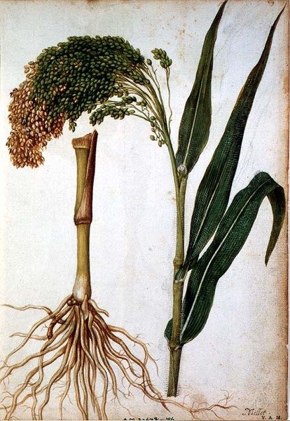 Setaria italica, ca. 1568 af Jacques  Le Moyne