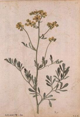 Ruta graveolens, ca. 1568 af Jacques  Le Moyne