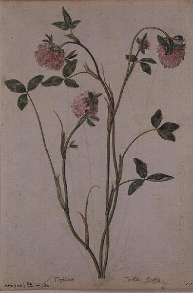 Trifolium pratense, ca. 1568 af Jacques  Le Moyne