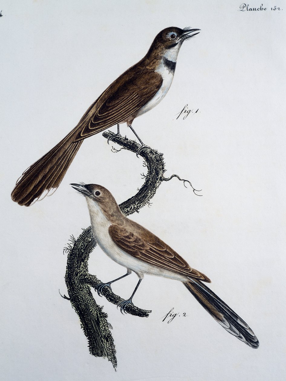 Han og hun af brillemonark (Monarcha trivirgata) af Jacques (after) Barraband