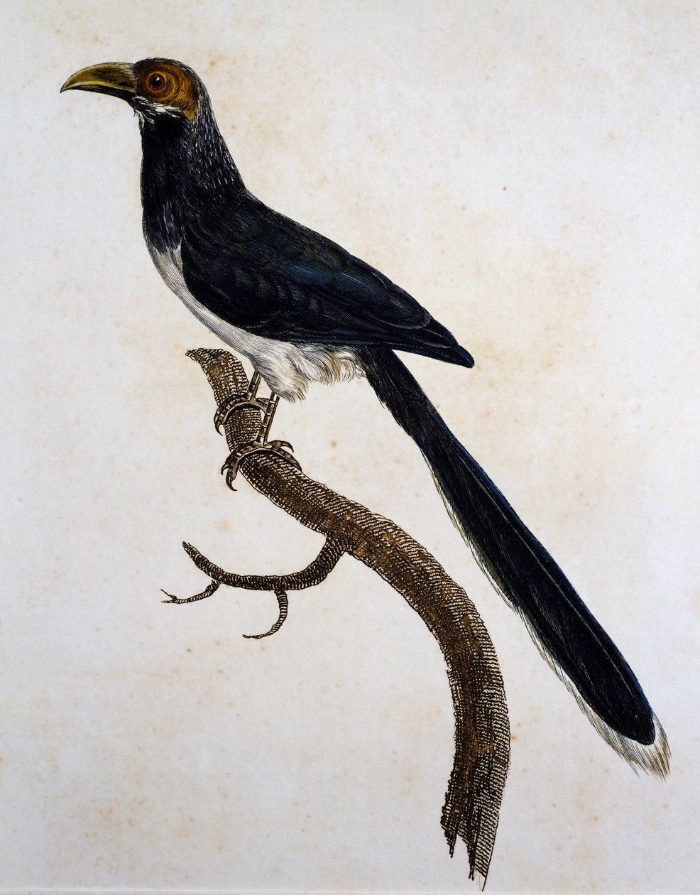 Rød-faced Malkoha (Phaenicophaeus pyrrhocephalus) af Jacques (after) Barraband