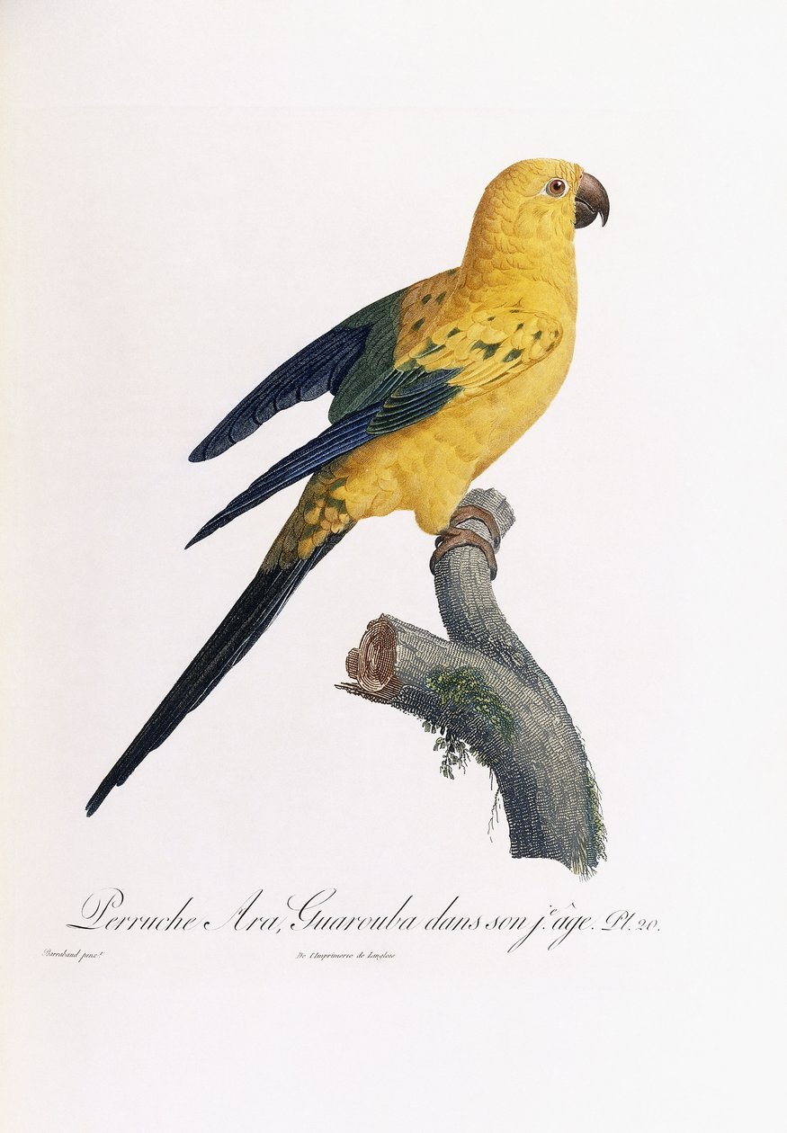 Golden Parakeet, Ara Guarouba, i en tidlig alder af Jacques Barraband