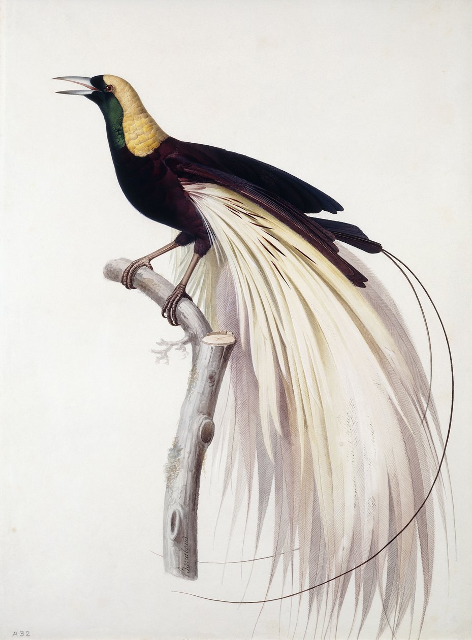 Større paradisfugl, han af Jacques Barraband