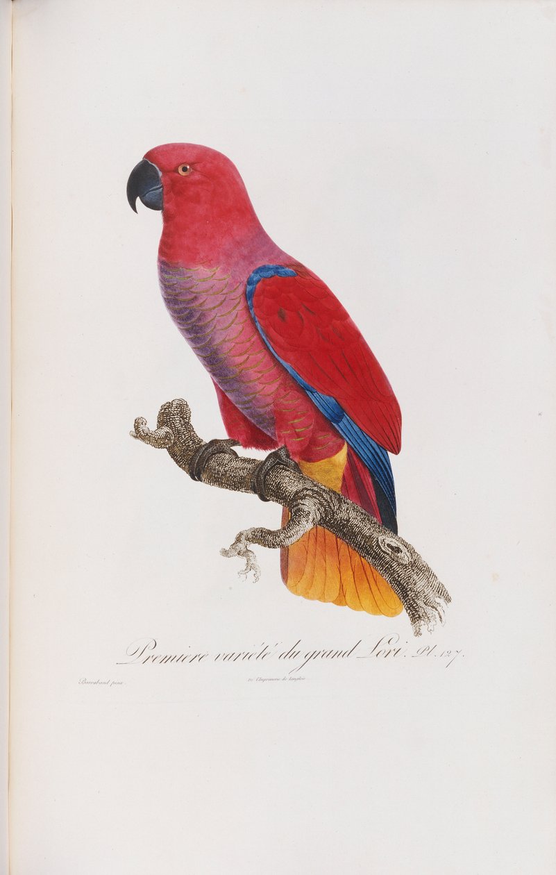 Premiere variete du Grand Lori, graveret af Langlois, c.1801-05 af Jacques Barraband