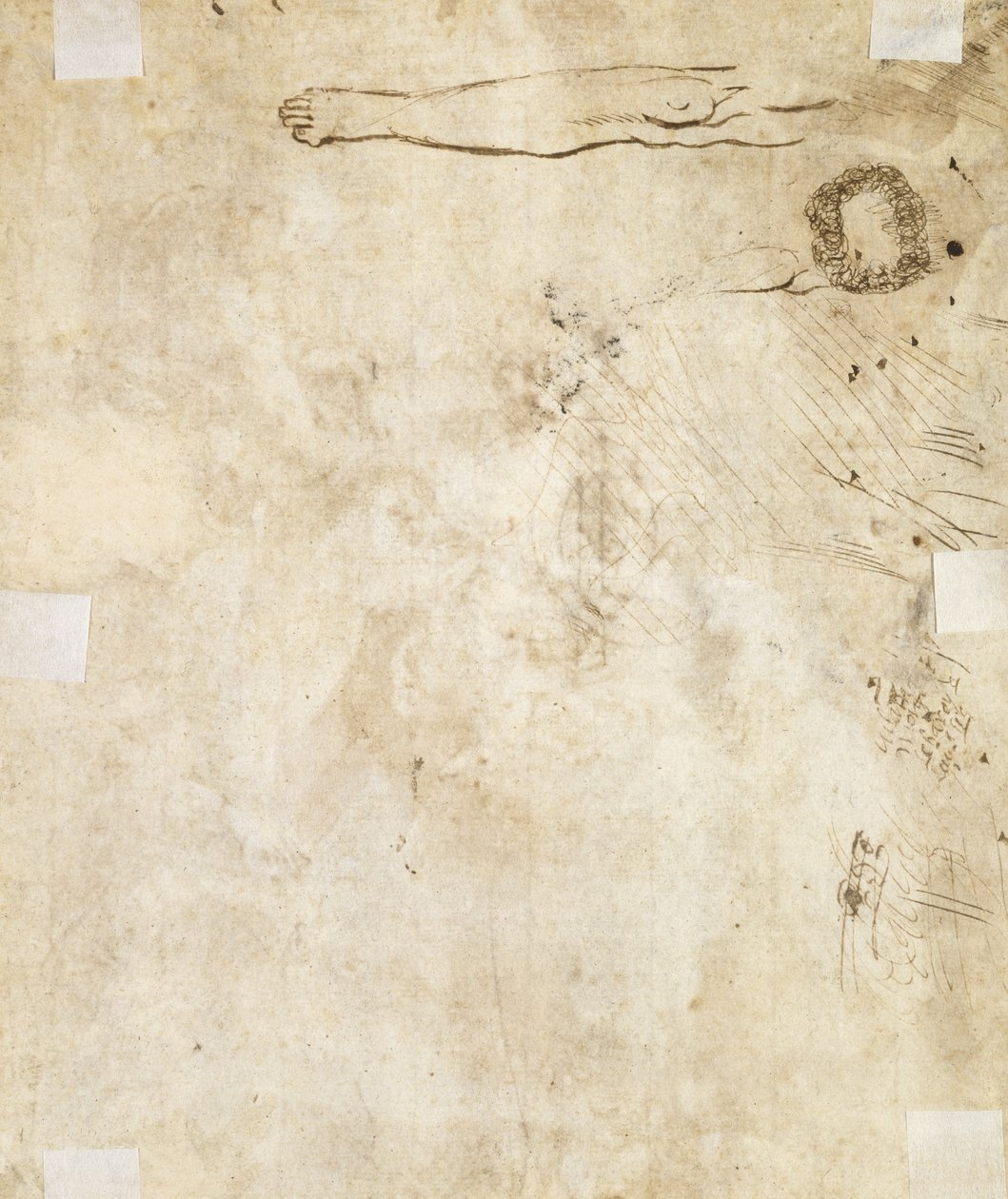 Studie af et ben, blomstre og kruseduller, 1610-17 af Jacques Bellange
