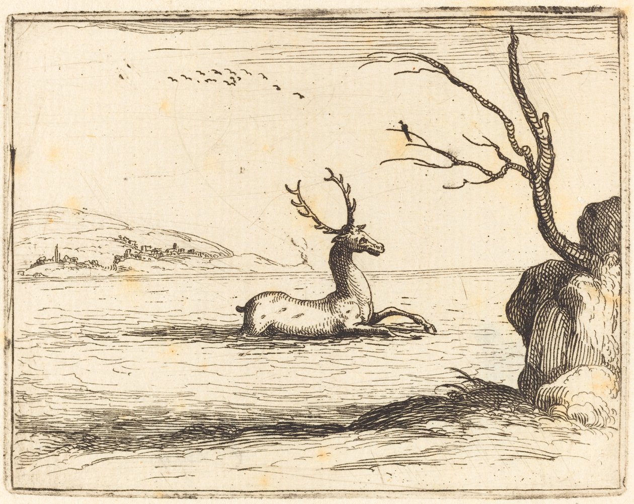 Hjort i vandet af Jacques Callot