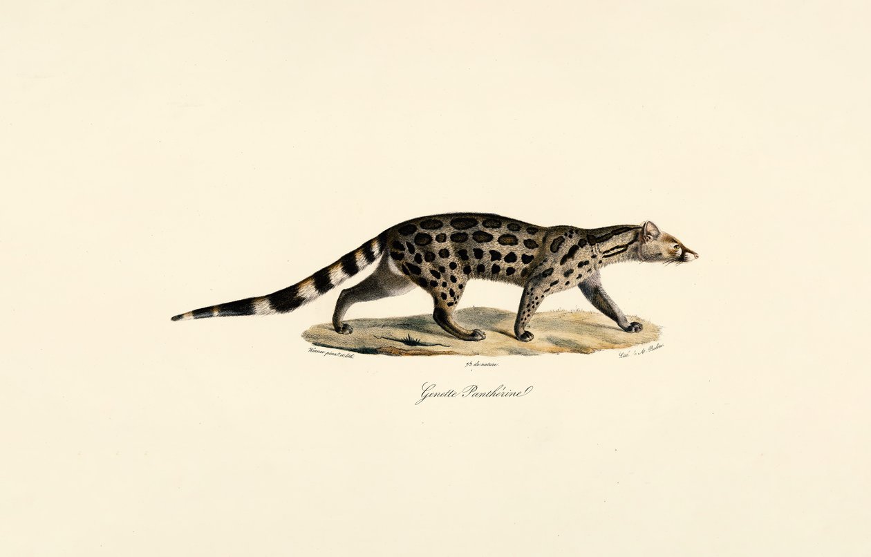 Afrikansk palme-civet af Jacques Christophe Werner