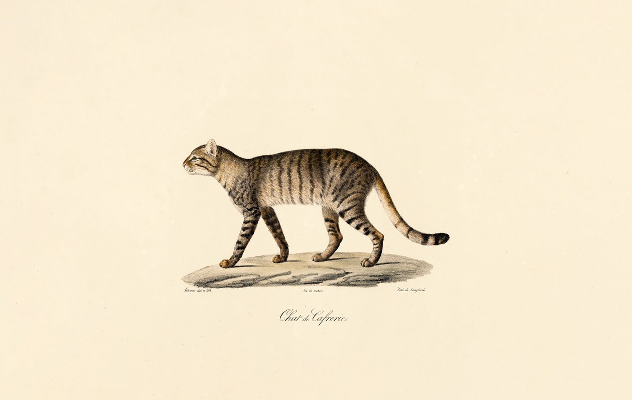  af Jacques Christophe Werner