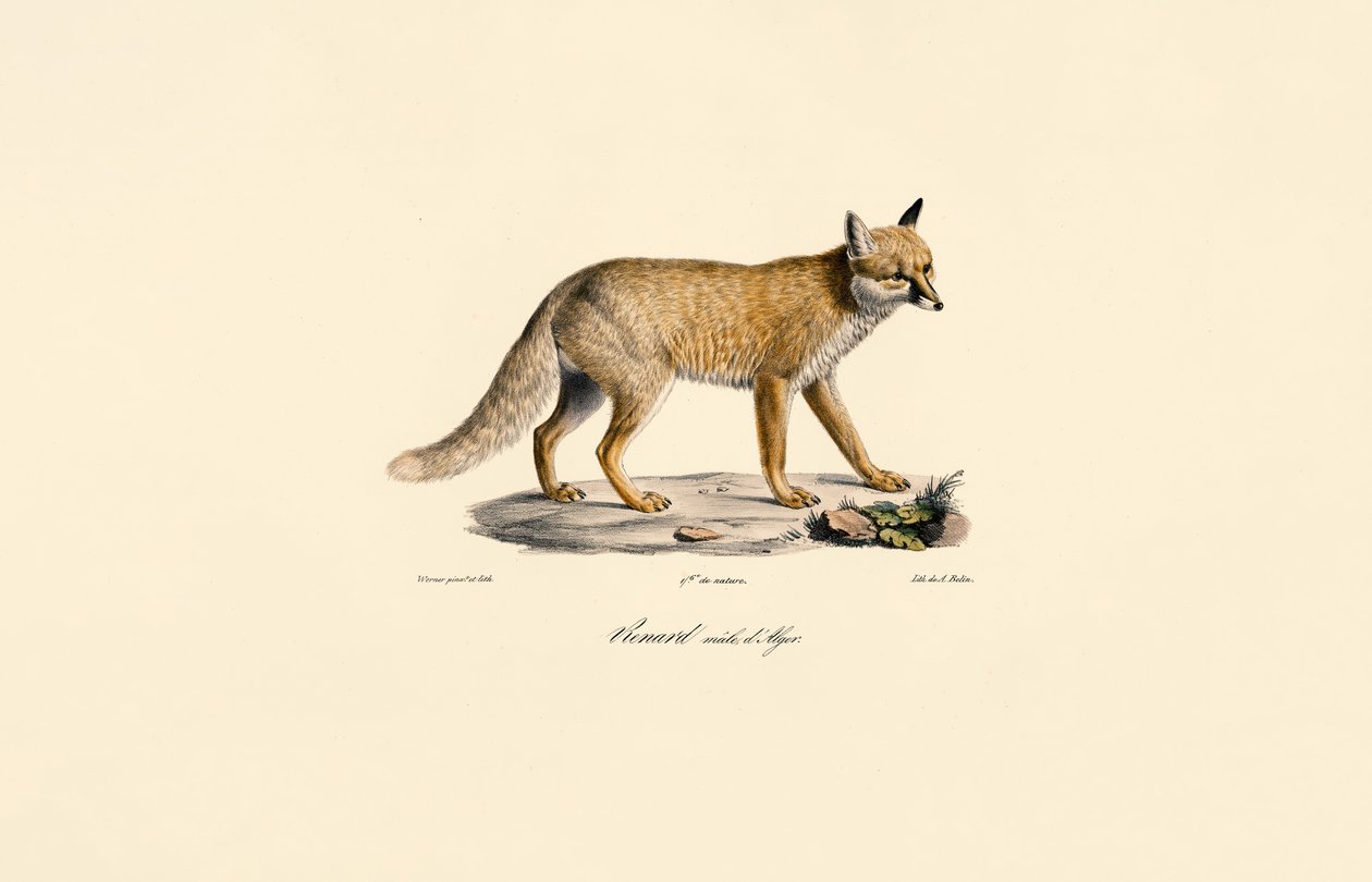 Algerisk rød ræv af Jacques Christophe Werner