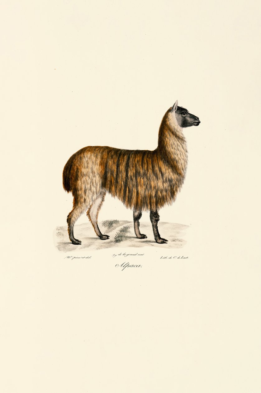 Alpaka (Vicugna pacos) af Jacques Christophe Werner