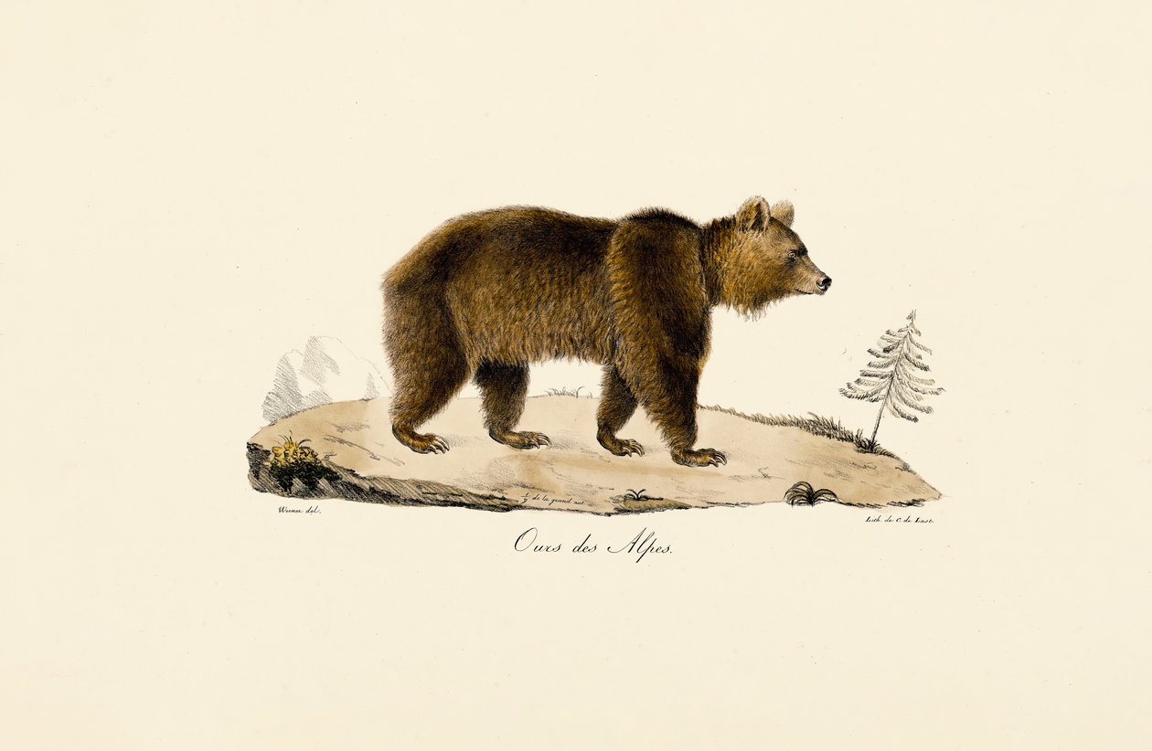 Brun bjørn i alperne af Jacques Christophe Werner