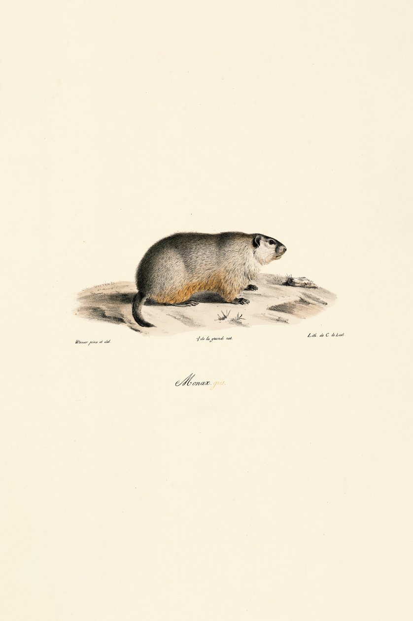 Alpine Marmot (Monax-variant) af Jacques Christophe Werner