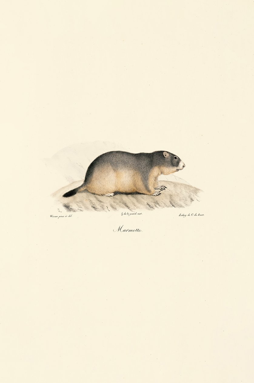 Alpin murmeldyr af Jacques Christophe Werner