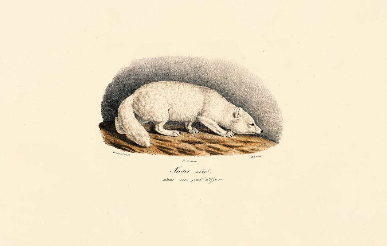  af Jacques Christophe Werner