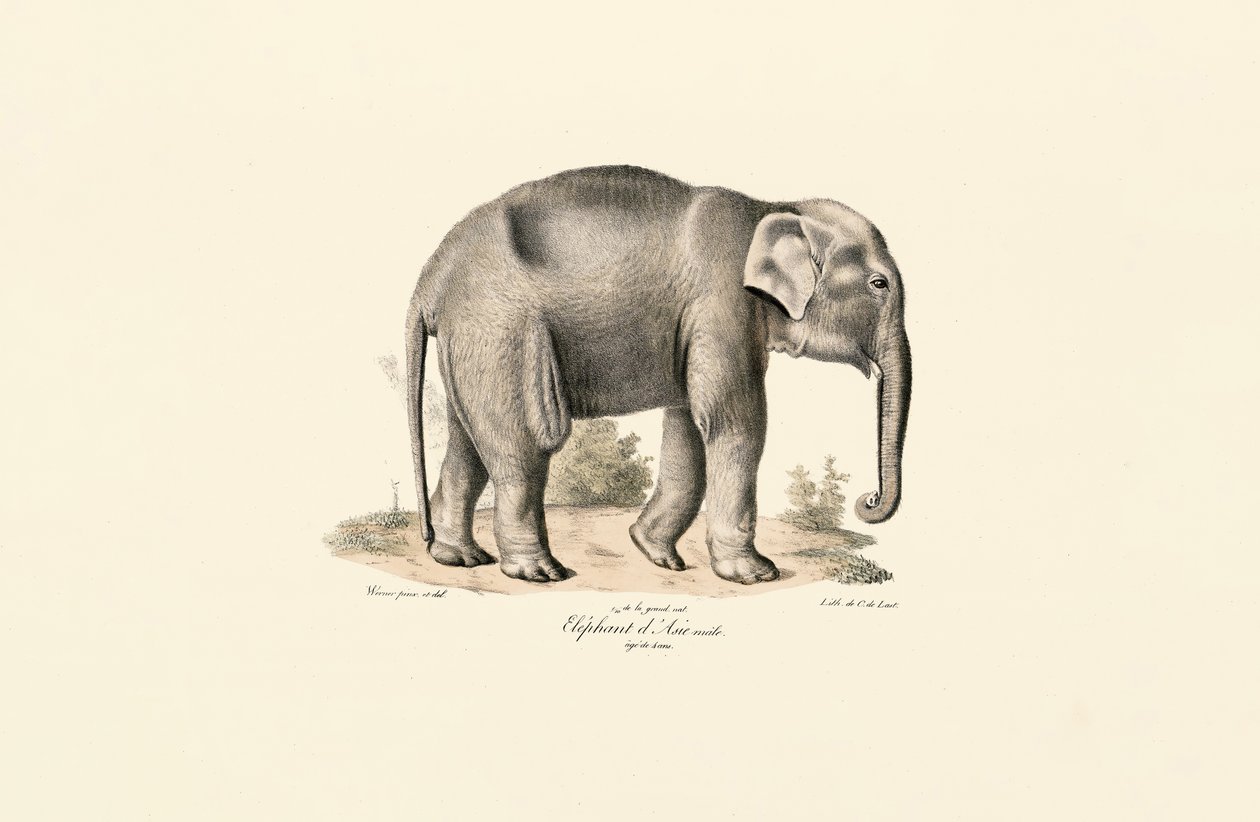 Asiatisk elefant af Jacques Christophe Werner