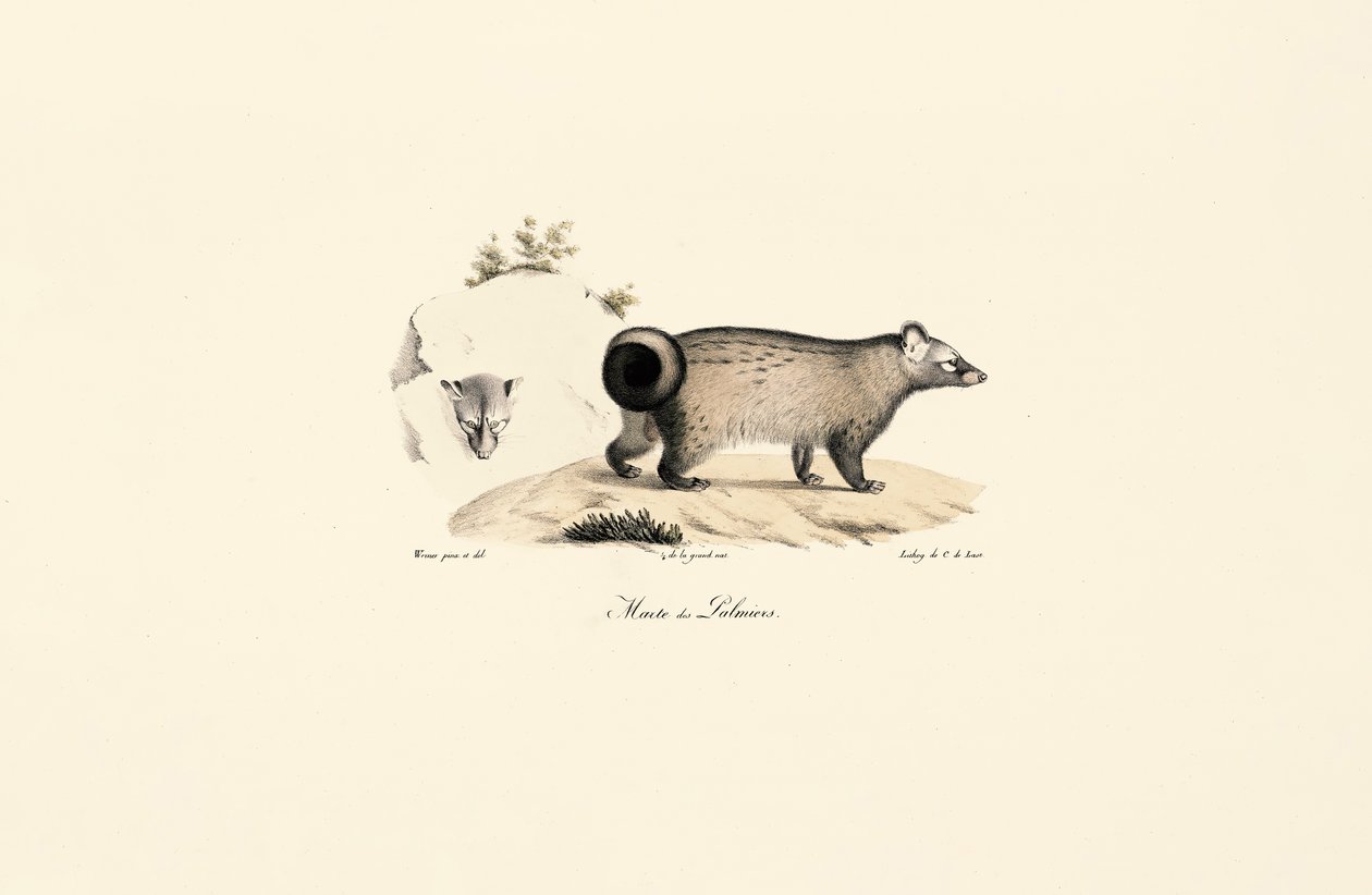 Asiatisk palme-civet af Jacques Christophe Werner