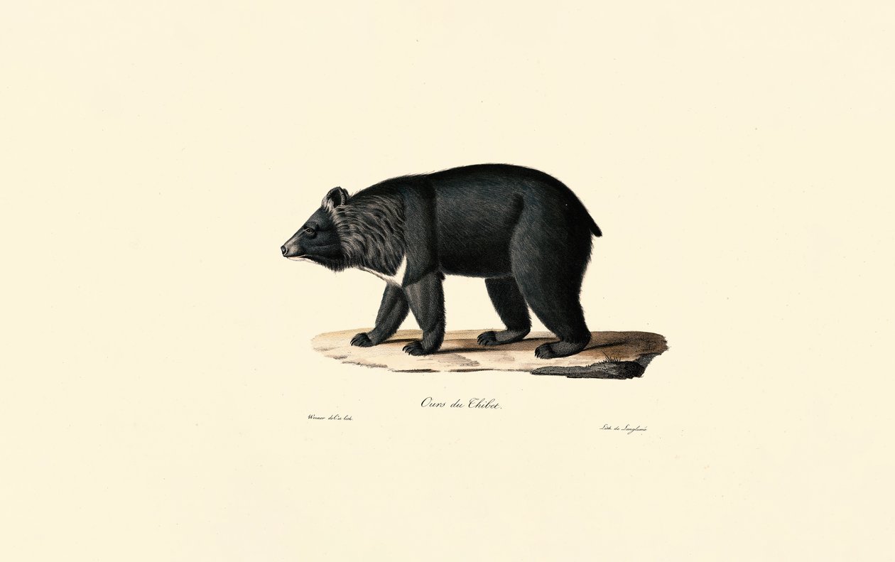 Asiatisk sortbjørn (tibetansk bjørn) af Jacques Christophe Werner