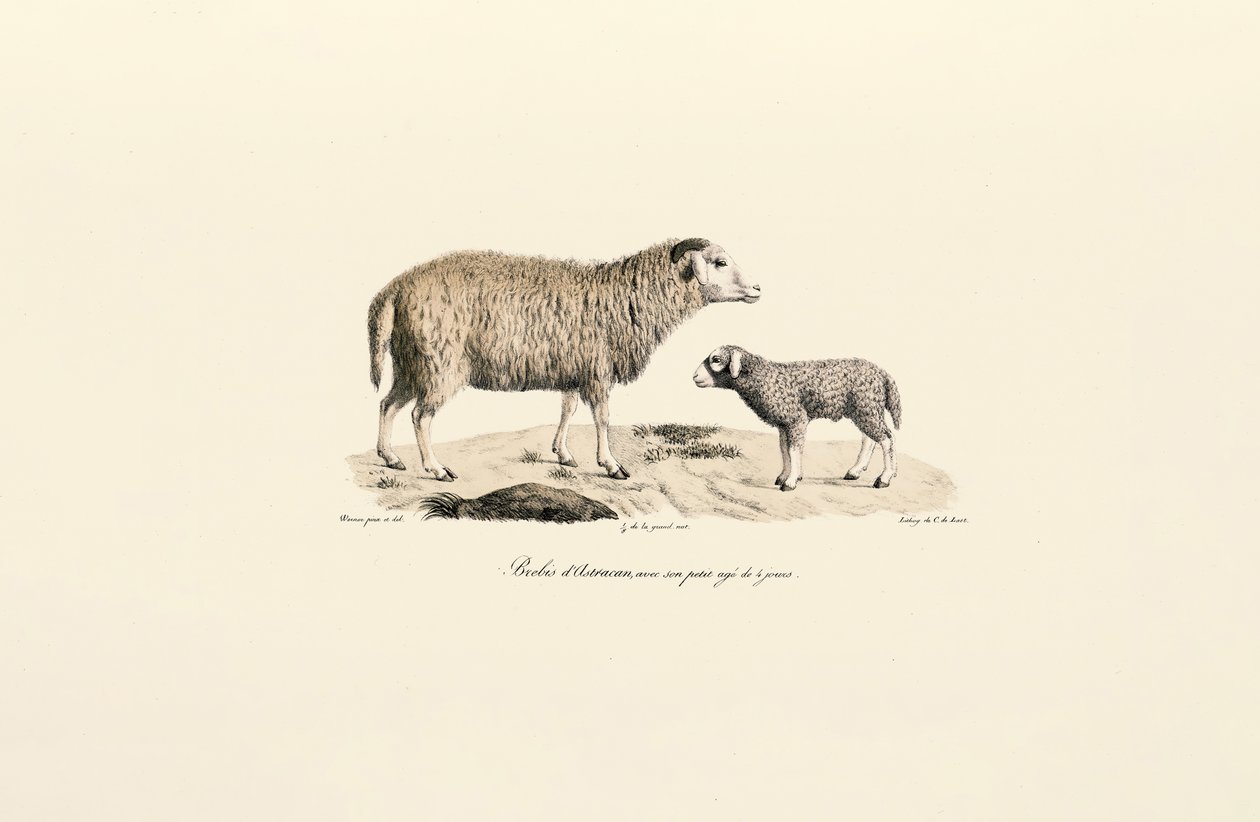  af Jacques Christophe Werner