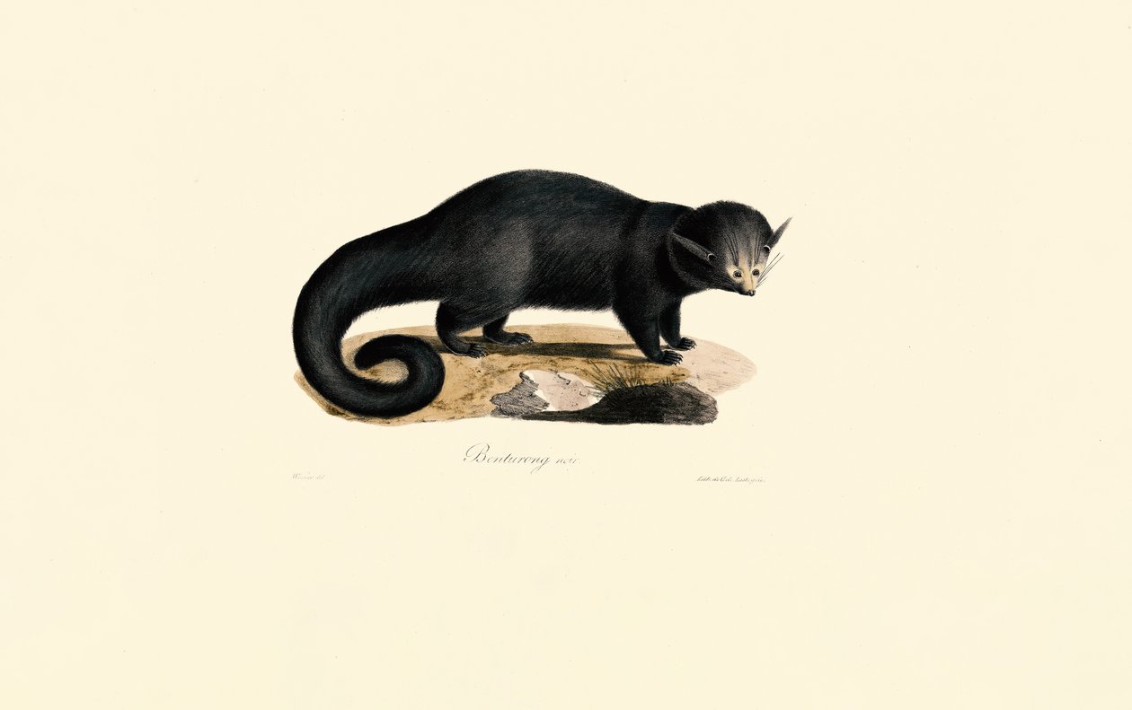 Binturong (Arctictis binturong) af Jacques Christophe Werner