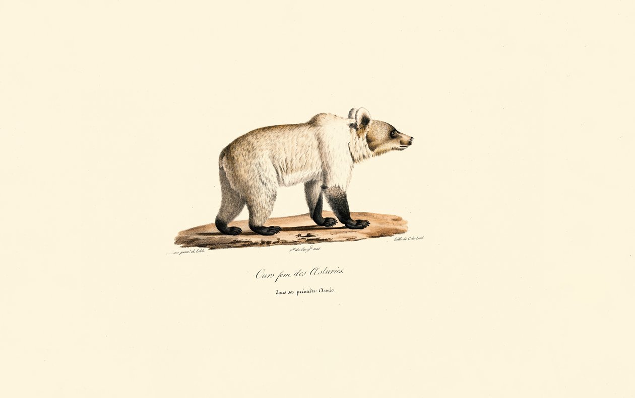 Kantabrisk brun bjørn (Ursus arctos pyrenaicus) af Jacques Christophe Werner